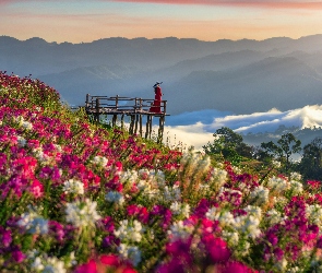 Kwiaty, Kobieta, Kolorowe, Łąka, Tajlandia, Wschód słońca, Pomost widokowy, Prowincja Tak, Góry