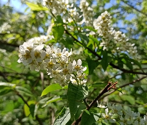 Kwiaty, Gałązki, Czeremcha