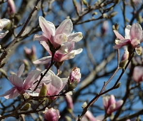 Kwiaty, Gałązki, Magnolia, Pąki, Różowe