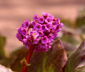 Drobne, Zbliżenie, Bergenia, Kwiaty, Fioletowe
