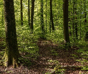 Las, Drzewa, Rośliny, Ścieżka, Lato