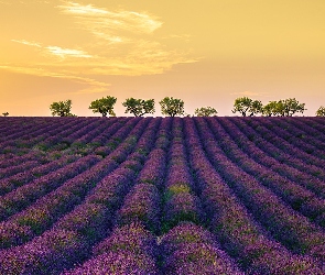 Drzewa, Lawenda, Prowansja, Francja, Valensole, Pole
