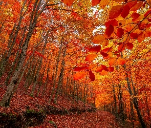 Drzewa, Liście, Pomarańczowe, Jesień, Las