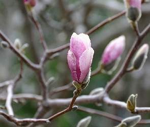 Różowe, Magnolia, Pąki, Kwiaty