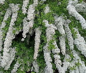 Tawuła szara, Kwiaty, Krzew, Białe