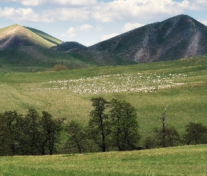 Łąka, Góry, Drzewa, Owce