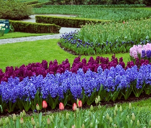 Park, Ogród, Trawniki, Hiacynty, Kwiaty, Kolorowe