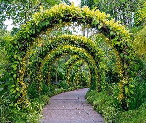 Łuki, Park, Rośliny, Zielone, Ścieżka