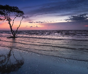 Plaża, Zachód słońca, Drzewo, Fale, Morze