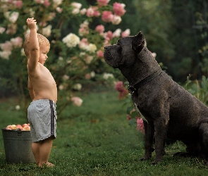 Pies, Duży, Jabłka, Dziecko, Chłopiec, Wiadro, Cane corso