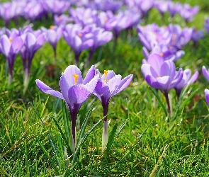 Jasnofioletowe, Krokusy, Kwiaty