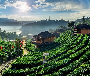 Tajlandia, Ban Rak Thai, Wioska, Prowincja Mae Hong Son, Ścieżka, Herbaty, Domy, Kobieta, Plantacja, Parasolka