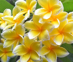 Krople, Kwiaty, Plumeria, Żółte