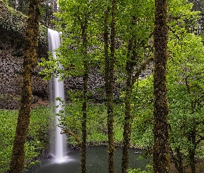 Oregon, Stany Zjednoczone, Drzewa, Silver Falls State Park, Wodospad South Falls, Omszałe, Park stanowy