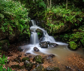 Kamienie, Skały, Niemcy, Drzewa, Wodospad, Las, Rzeka, Fryburg, Paprocie, Zieleń, Todtnau Waterfall