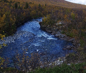 Las, Rzeka Abiskojokk, Szwecja, Krzewy, Skały, Park Narodowy Abisko, Drzewa