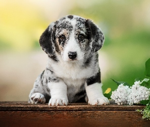 Bez, Biały, Szczeniak, Welsh corgi cardigan