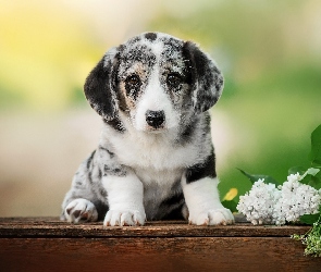 Szczeniak, Bez, Biały, Welsh corgi cardigan