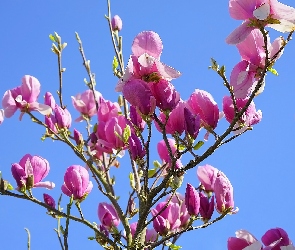 Magnolia, Gałązki, Kwiaty