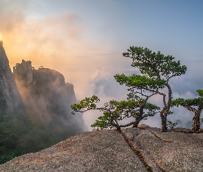 Słoneczne światło, Sosny, Dobongsan, Mgła, Skały, Korea Południowa, Góry