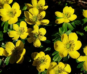 Kwiaty, Rannik zimowy, Żółte
