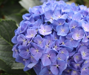 Liście, Hortensja, Kwiaty, Niebieska