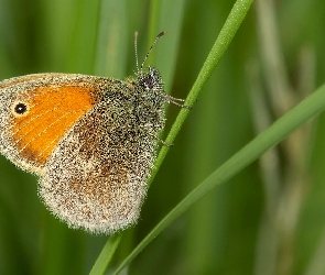Przestrojnik jurtina, Tło, Zielone, Trawa, Motyl