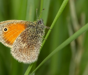 Motyl, Tło, Trawa, Zielone, Przestrojnik jurtina