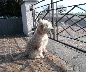 Irish Soft coated wheaten terrier, ogrodzenie