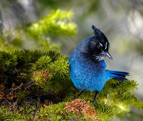 Modrosójka błękitna, Gałązki, Ptak