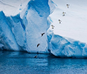 Morze, Pingwiny, Skaczące, Góra lodowa