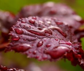 Leszczyna purpurowa, Makro, Woda, Krople, Liść