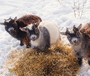 Młode, Śnieg, Siano, Kozy, Trzy