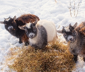 Trzy, Śnieg, Kozy, Siano, Młode