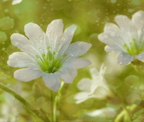 Bokeh, Rogownica, Białe, Kwiaty