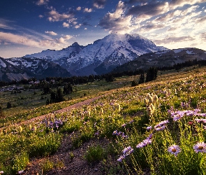 Stany Zjednoczone, Park Narodowy Mount Rainier, Kwiaty, Stan Waszyngton, Mount Rainier, Stratowulkan, Drzewa, Dolina, Góry, Łąka