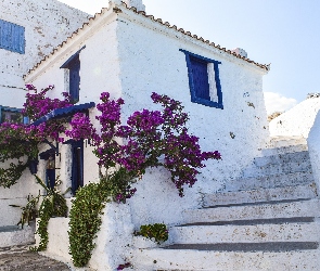 Kwiaty, Krzew, Wyspa Skopelos, Bugenwilla, Schody, Grecja, Dom