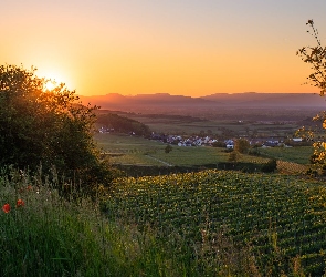 Kaiserstuhl, Winnice, Łąka, Niemcy, Krzewy, Wschód słońca, Maki