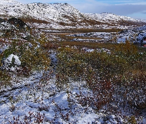 Zima, Śnieg, Krzewy, Góry