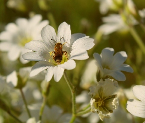 Zbliżenie, Pszczoła, Kwiaty, Białe, Rogownica, Owad