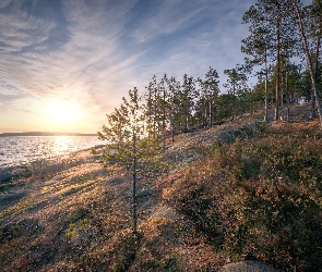 Jezioro Ładoga, Rosja, Drzewa, Skały, Wschód słońca