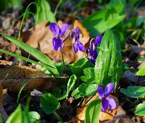 Liście, Fiołki wonne, Fioletowe, Kwiaty