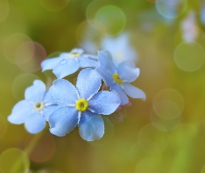 Niebieskie, Zbliżenie, Bokeh, Niezapominajki