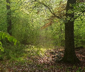 Liście, Trawa, Lato, Las
