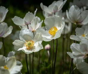 Białe, Zawilce, Kwiatki