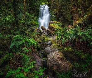 Wodospad, Roślinność, Las, Kamienie, Stan Waszyngton, Merriman Falls, Stany Zjednoczone, Paprocie