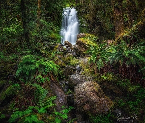 Kamienie, Wodospad, Las, Stany Zjednoczone, Paprocie, Roślinność, Stan Waszyngton, Merriman Falls