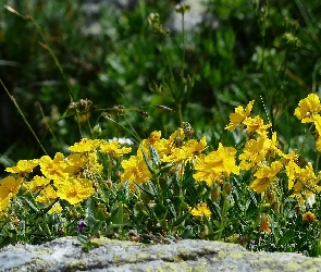 Posłonki alpejskie skalne, Kwiaty, Kwiaty, Żółte