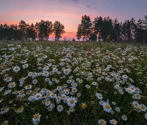 Zachód słońca, Drzewa, Lato, Kwiaty, Margerytki, Łąka