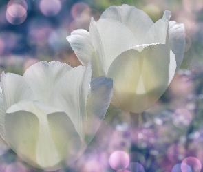 Białe, Bokeh, Tulipany